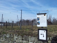 Trollinger meets Lemberger