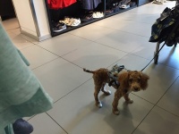 Auch Hund trägt Mode