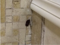 Unerwϋnschter Besucher