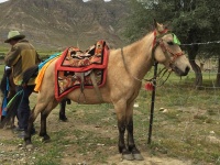Reiten fϋr Fortgeschrittene