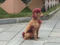 Chic, oder auch nicht