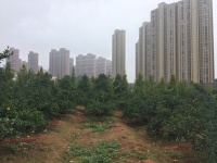 Mitten in Changsha