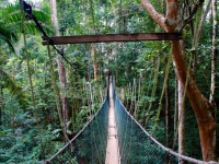 Baumwipfelpfad Malaysia