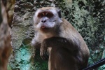 Batu Caves Monkeys