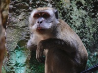 Batu Caves Monkeys