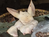 Schweinekopf mal anders