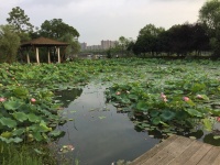 Lotus, Hunan Stolz