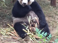 Pandabären in Chengdu