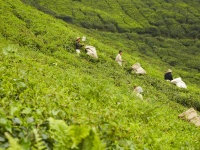 Cameroonhights – Teeplantagen in Malaysia