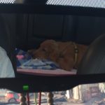 Rueckspiegelbenutzung