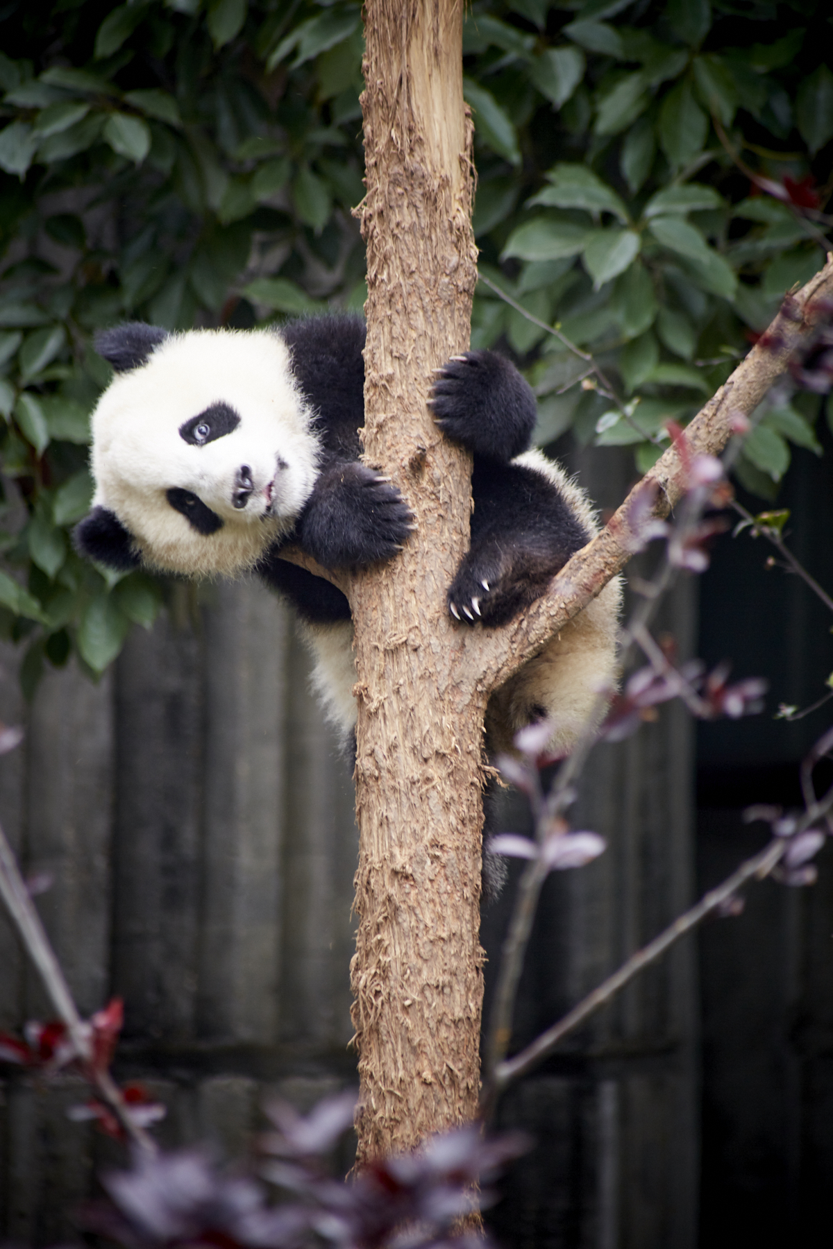 2langnasen_panda_1991.jpg