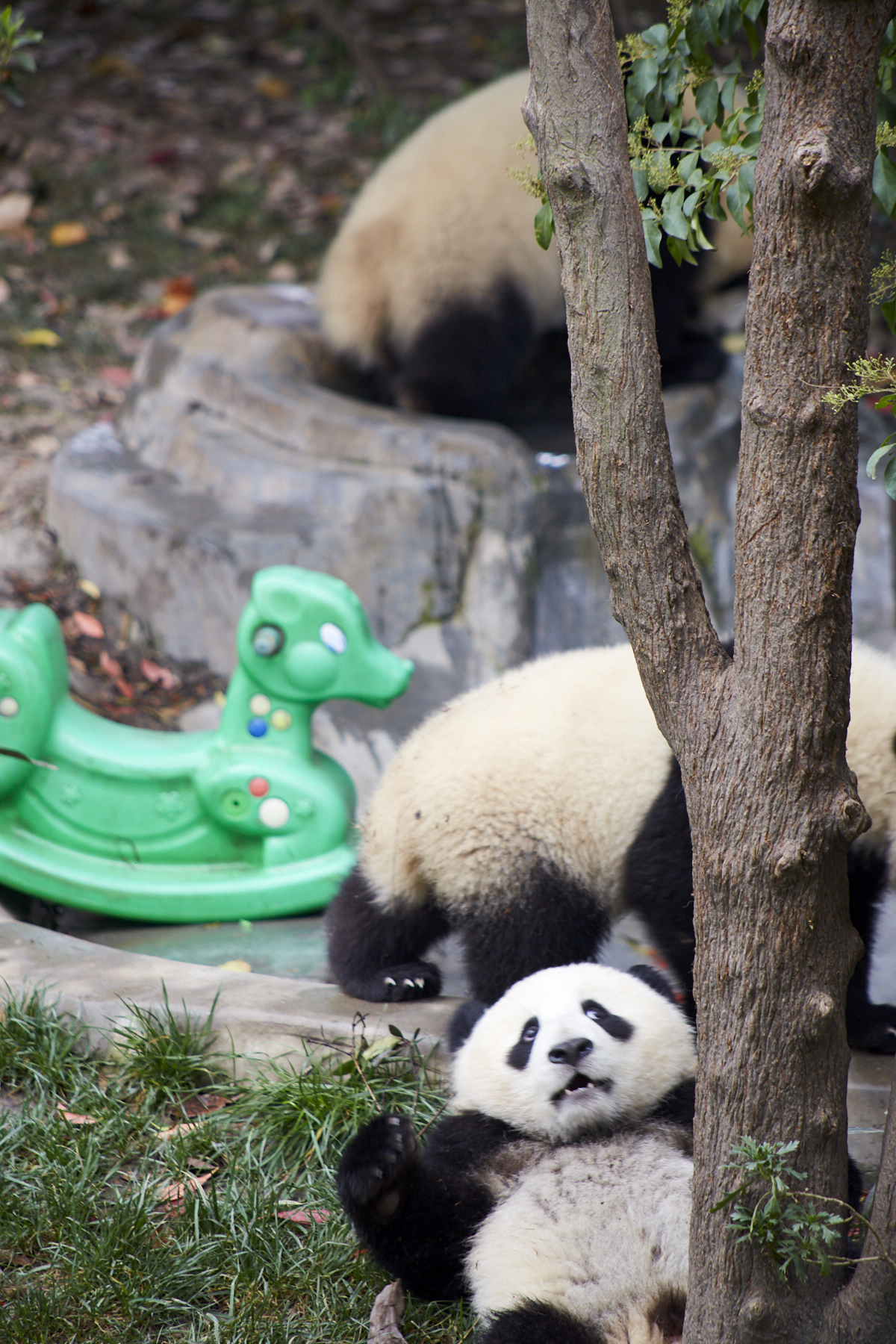 2langnasen_panda_1993.jpg