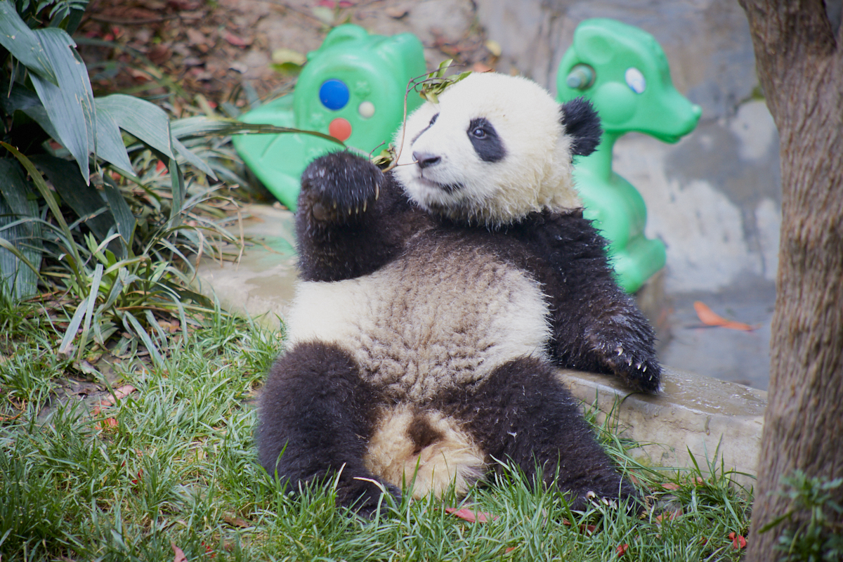 2langnasen_panda_1999.jpg